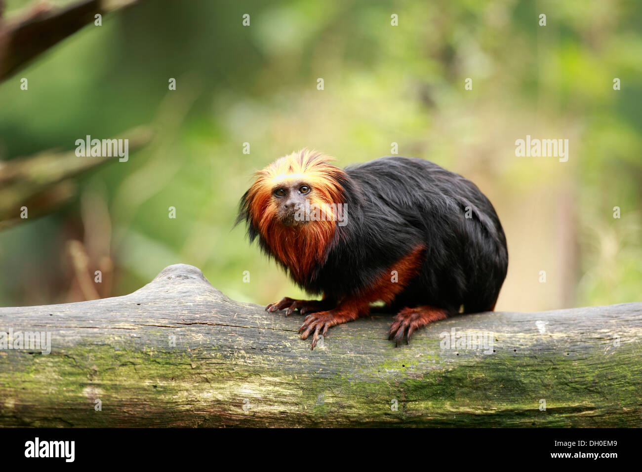 Golden-headed Lion Tamarin (Leontopithecus chrysomelas), captive, Apeldoorn, Gelderland, Paesi Bassi Foto Stock