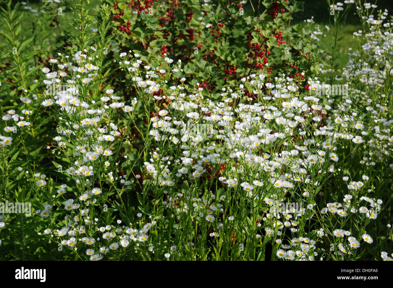 Fleabane Foto Stock