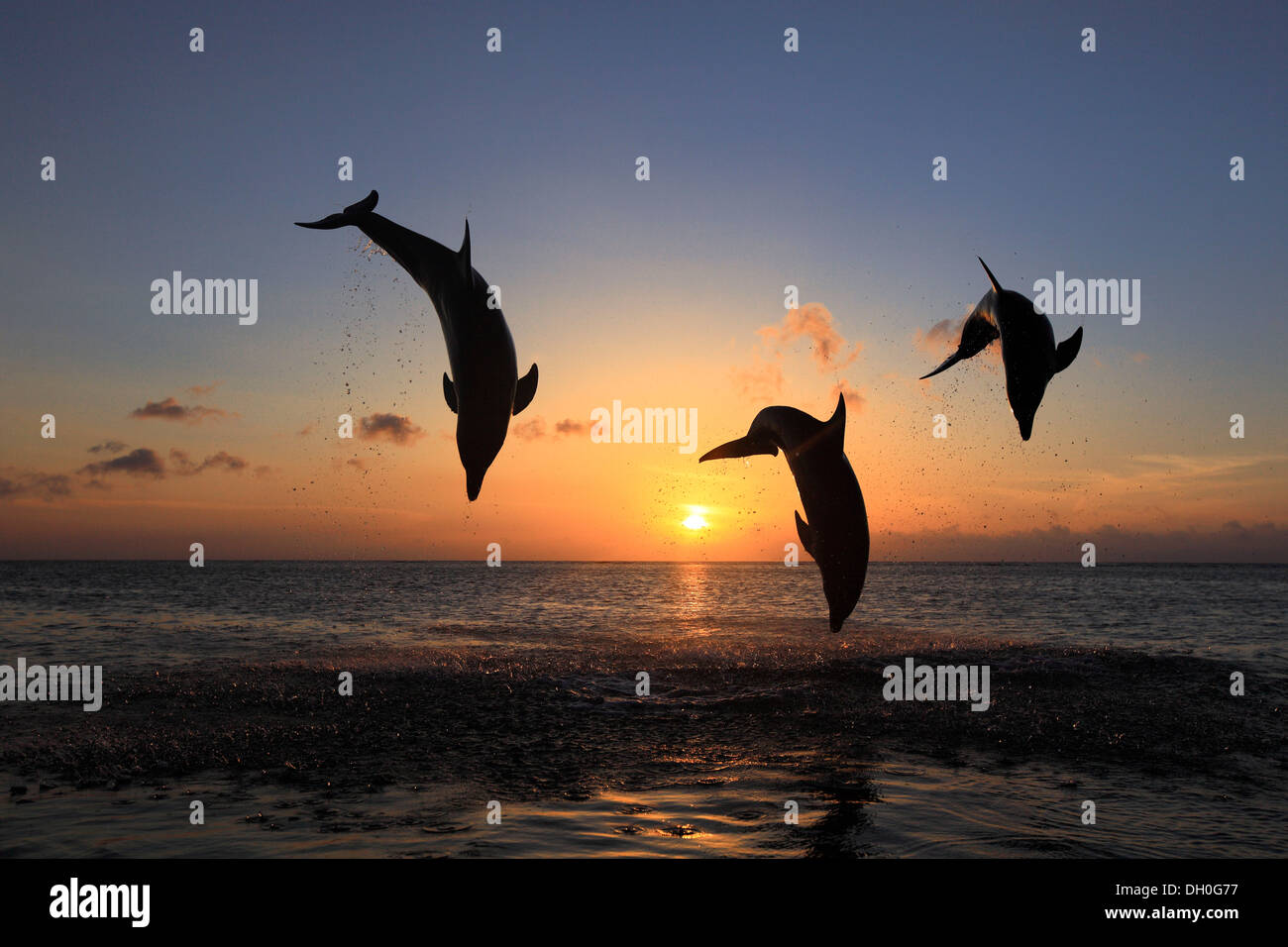 Il tursiope o delfino maggiore (Tursiops truncatus), tre delfini saltando fuori dell'acqua al tramonto, captive, Honduras Foto Stock