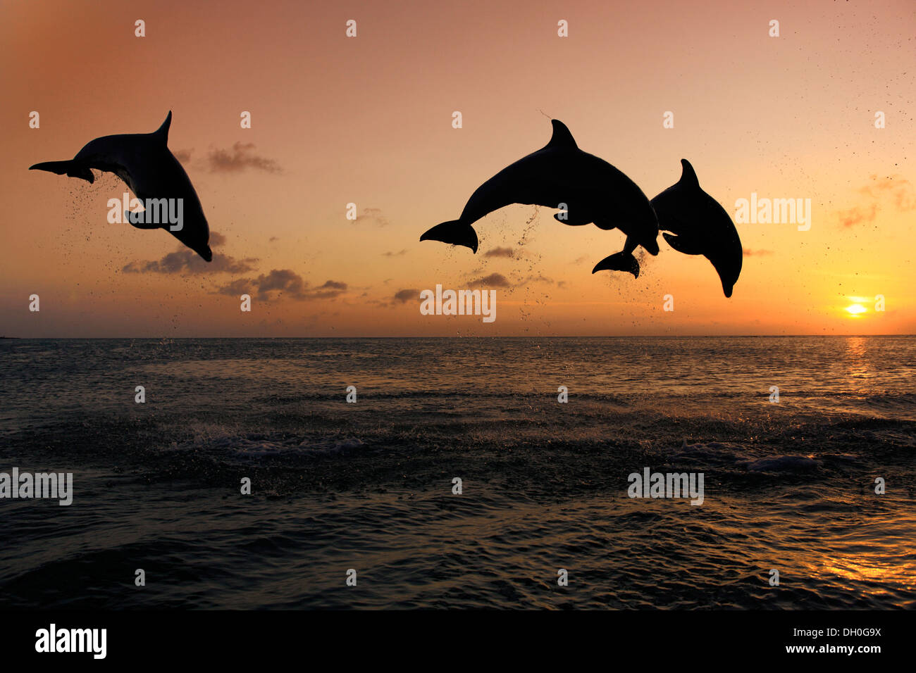 Il tursiope o delfino maggiore (Tursiops truncatus), tre delfini saltando fuori dell'acqua al tramonto, captive, Honduras Foto Stock