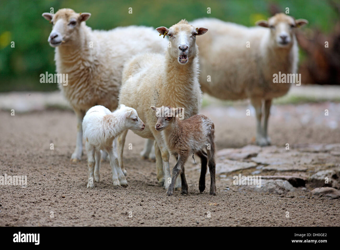 Gli animali domestici delle specie ovina (Ovis aries), gli animali adulti con agnelli, Germania Foto Stock