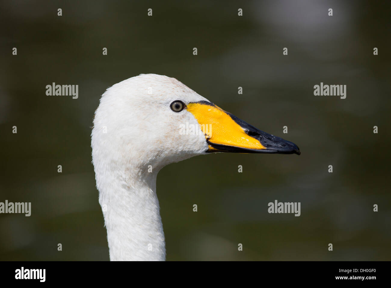 Whooper Swan; Cygnus cygnus; Regno Unito Foto Stock