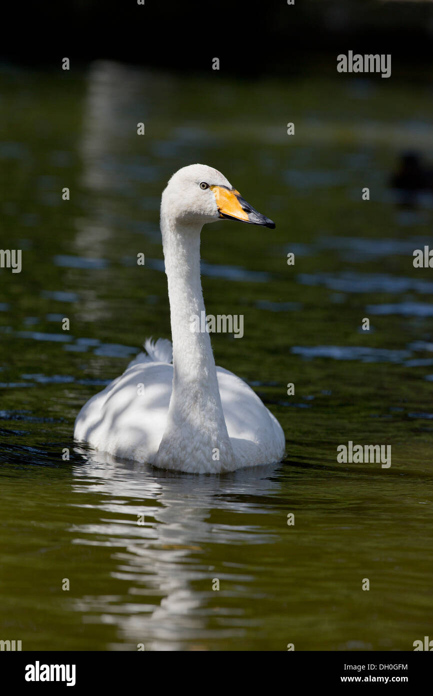 Whooper Swan; Cygnus cygnus; Regno Unito Foto Stock