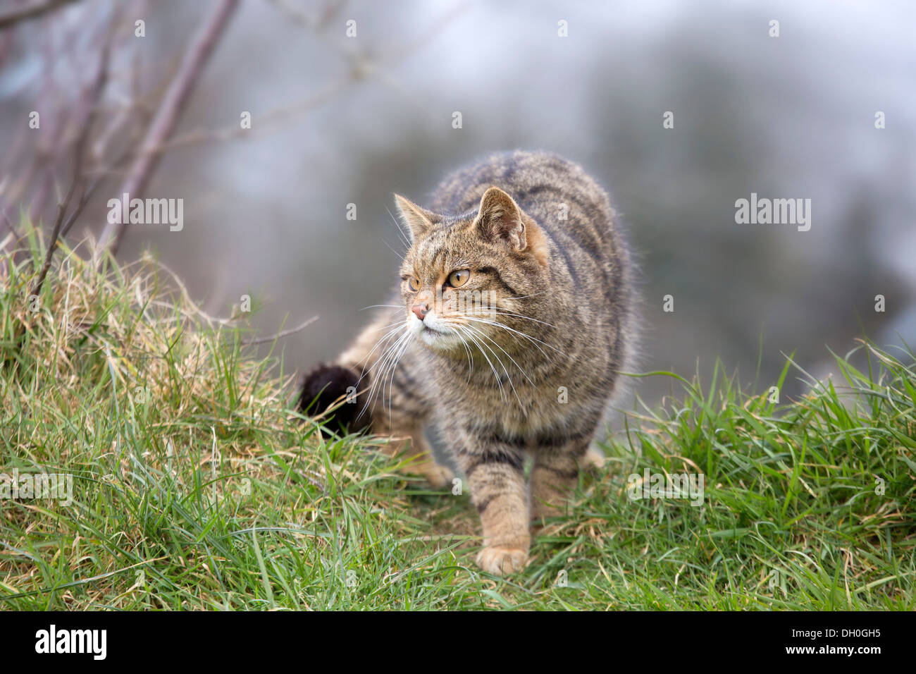 Il gatto selvatico; Felix sylvestris; Captive; Regno Unito Foto Stock