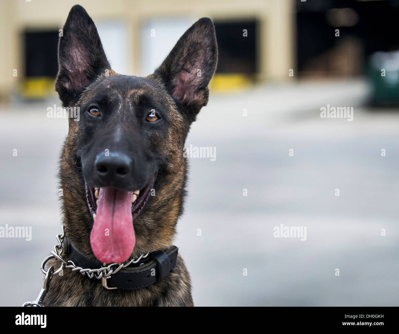 Chico, un cane con la 628th delle forze di sicurezza K9, unità di posa per una foto al di fuori di un magazzino 22 ottobre 2013 durante una rilevazione di esplosivi in formazione Summerville, S.C. Durante questo corso di formazione, i cani vengono sottoposti a ostacoli dove hanno cercato attraverso blocchi o Foto Stock