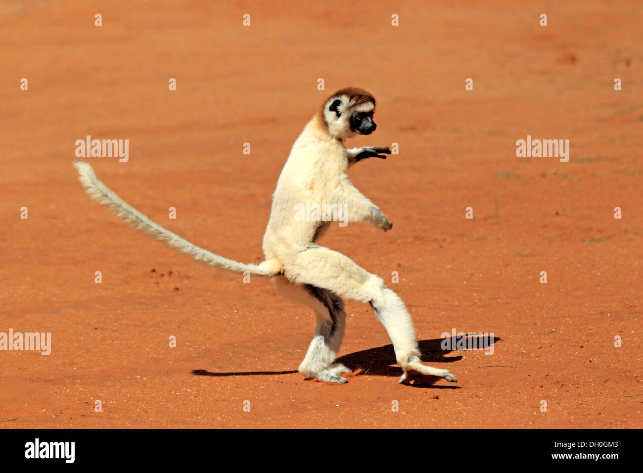 Verreaux's Sifaka (Propithecus verreauxi), saltando, Berenty Reservat, Madagascar Foto Stock