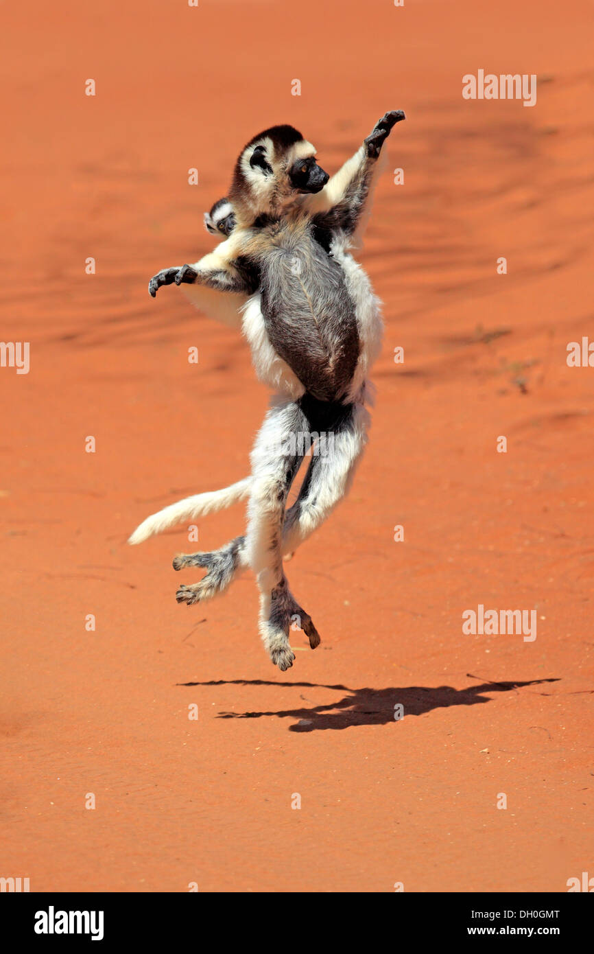 La Verreaux Sifaka (Propithecus verreauxi), femmina con un neonato, saltando, Berenty Reservat, Madagascar Foto Stock