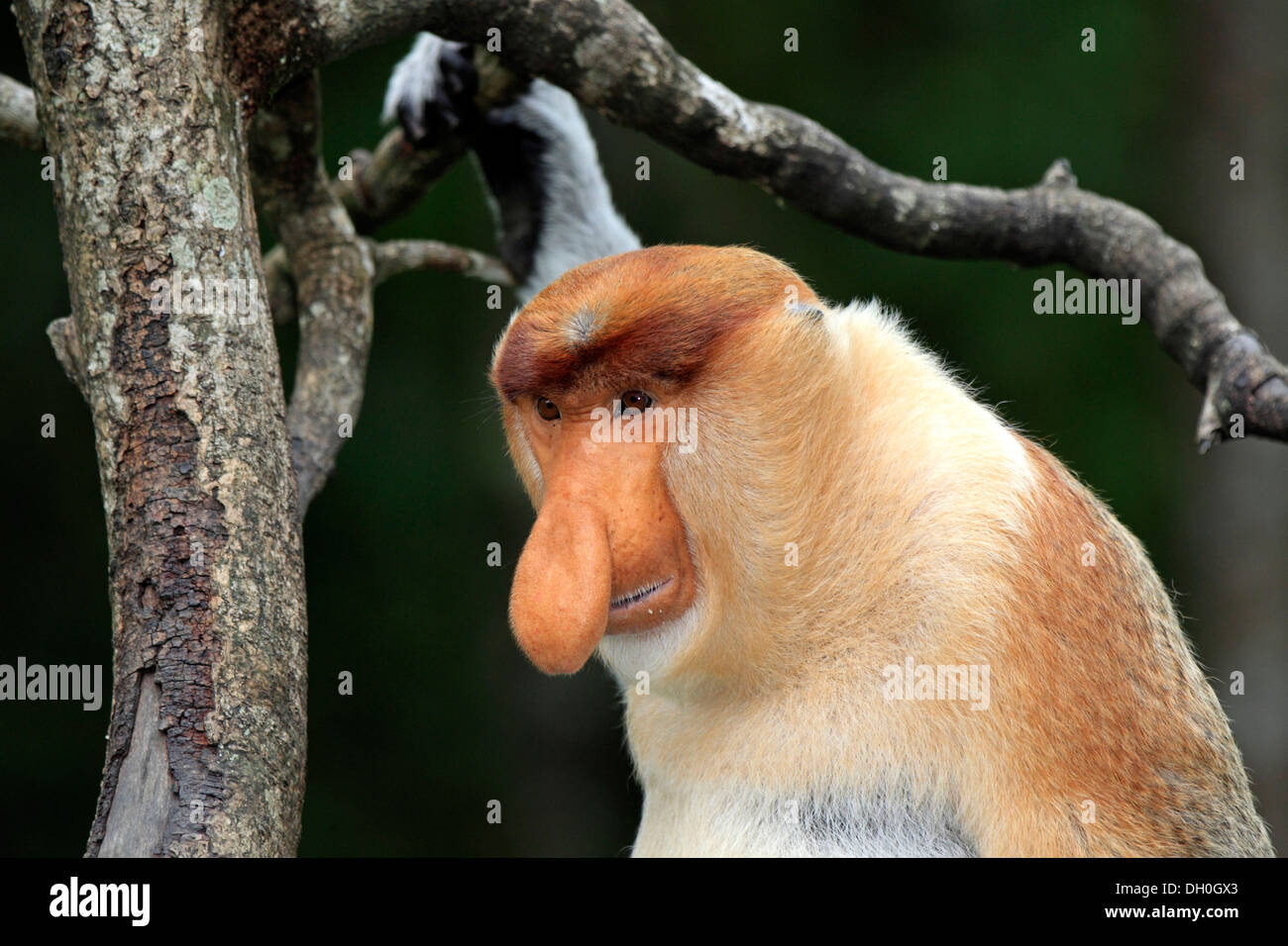 Proboscide di scimmia (Nasalis larvatus), maschio, Labuk Bay, Sabah Borneo, Malaysia Foto Stock