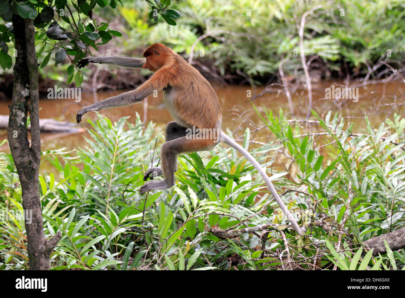 Proboscide di scimmia (Nasalis larvatus), femmina che saltava, Labuk Bay, Sabah Borneo, Malaysia Foto Stock