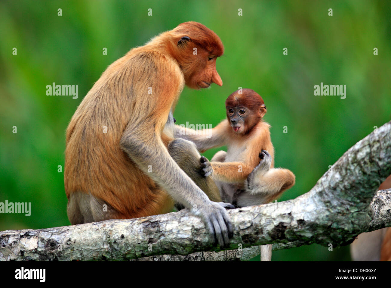 Proboscide di scimmia (Nasalis larvatus), femmina con un neonato su un albero, Labuk Bay, Sabah Borneo, Malaysia Foto Stock