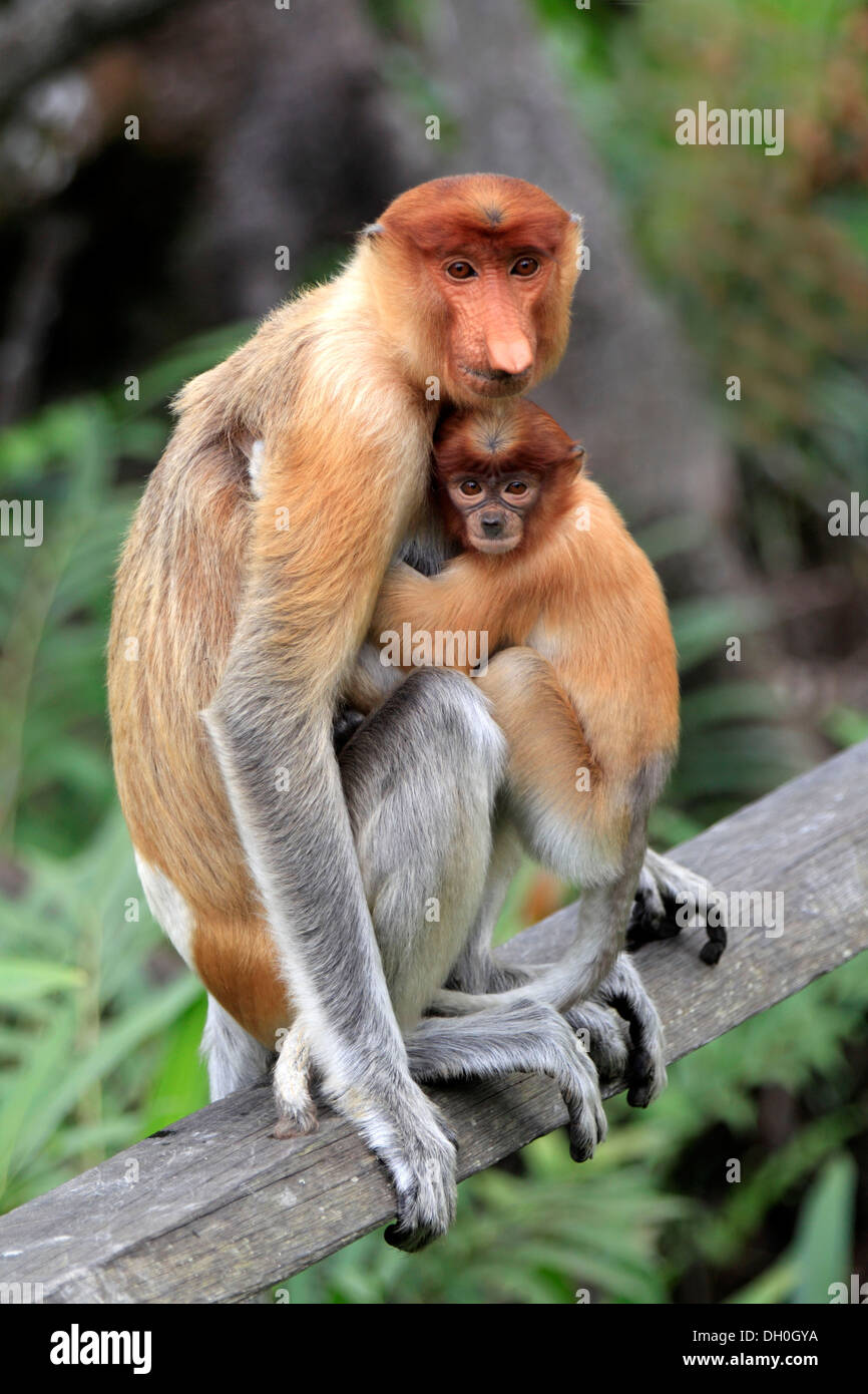 Proboscide di scimmia (Nasalis larvatus), femmina con un neonato su un albero, Labuk Bay, Sabah Borneo, Malaysia Foto Stock