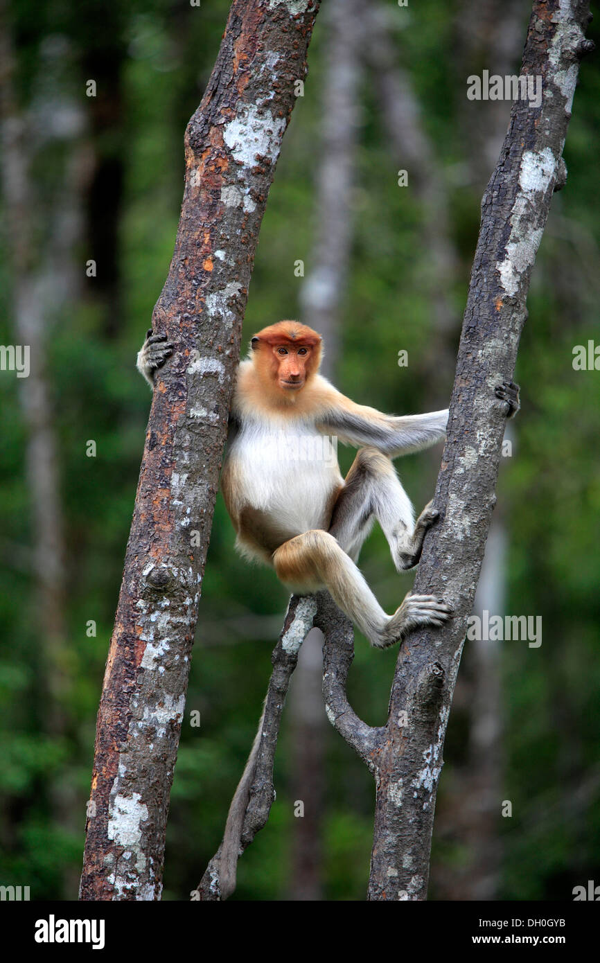 Proboscide di scimmia (Nasalis larvatus), maschio su un albero, Labuk Bay, Sabah Borneo, Malaysia Foto Stock
