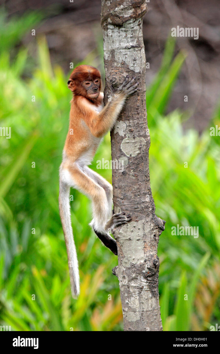 Proboscide di scimmia (Nasalis larvatus), infantili di arrampicarsi su un albero, Labuk Bay, Sabah Borneo, Malaysia Foto Stock