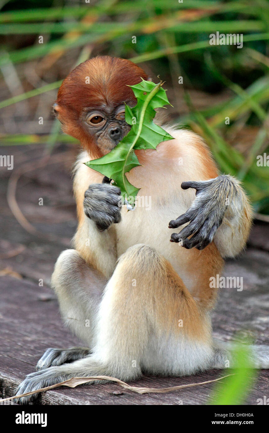 Proboscide di scimmia (Nasalis larvatus), infantili di mangiare una foglia, Labuk Bay, Sabah Borneo, Malaysia Foto Stock
