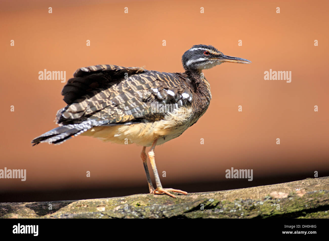 Sunbittern (Eurypyga helias) verificarsi in Sud America, captive, Heidelberg, Baden-Württemberg, Germania Foto Stock