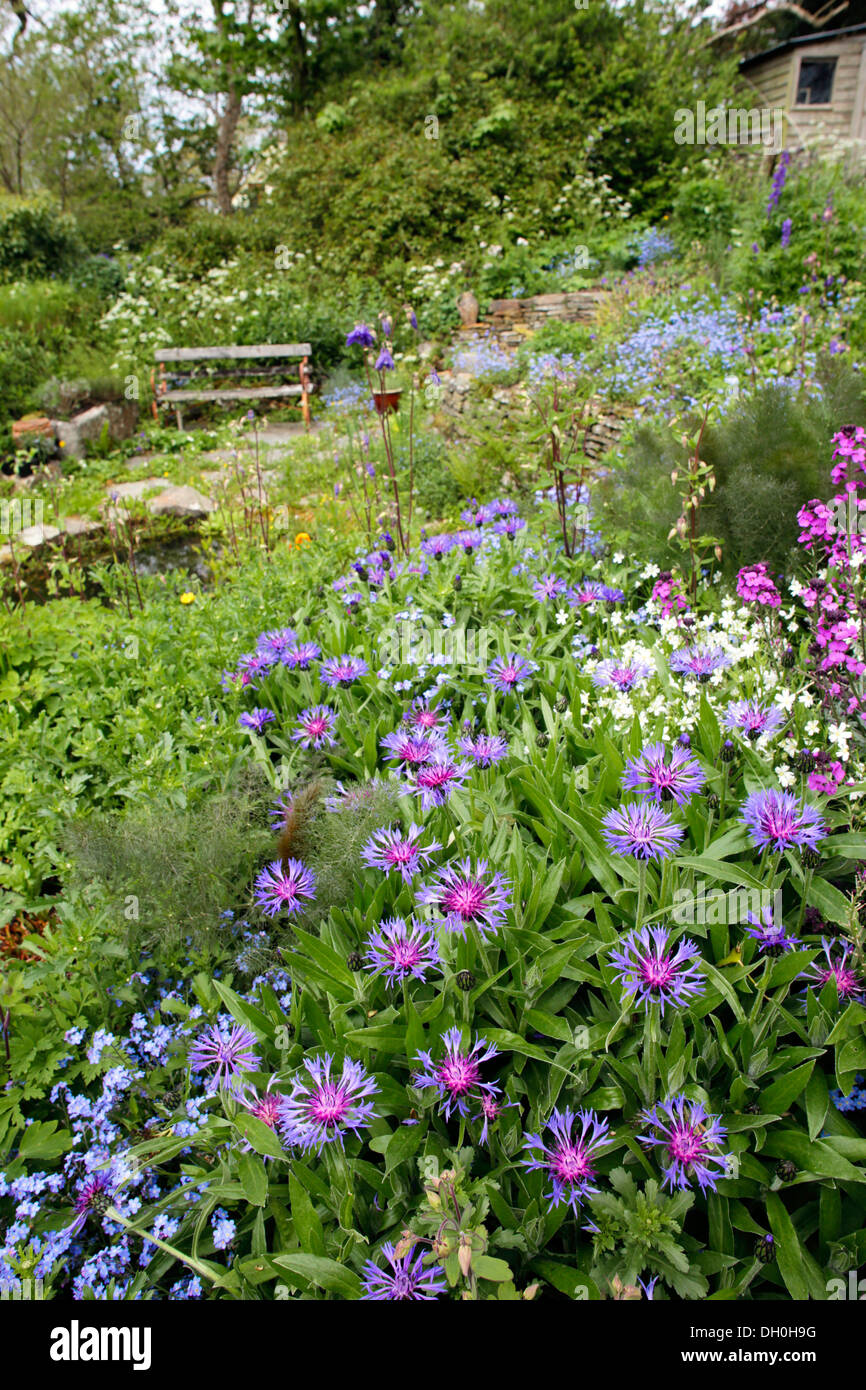 Zanzig giardino in fiore; Cornovaglia; Regno Unito Foto Stock