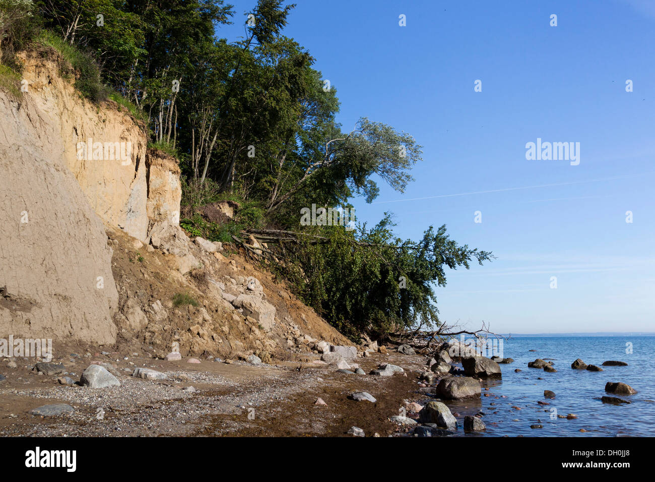 Gli alberi caduti su brodtener steilufer scogliere, mar baltico, brodten, SCHLESWIG-HOLSTEIN Foto Stock