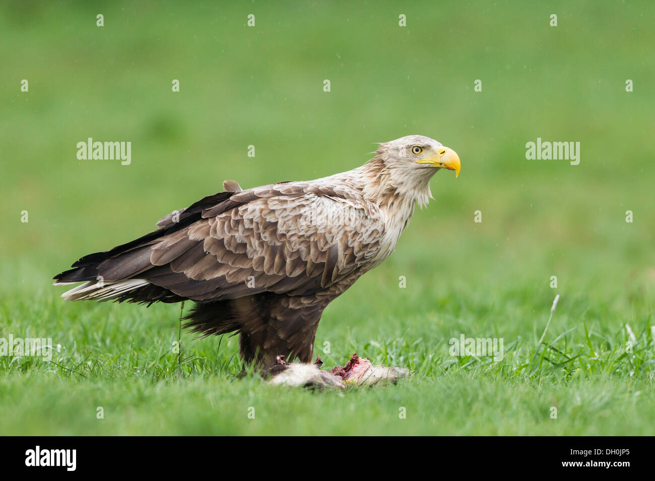 White-tailed eagle (Haliaeetus albicilla), Meclemburgo-Pomerania occidentale Foto Stock