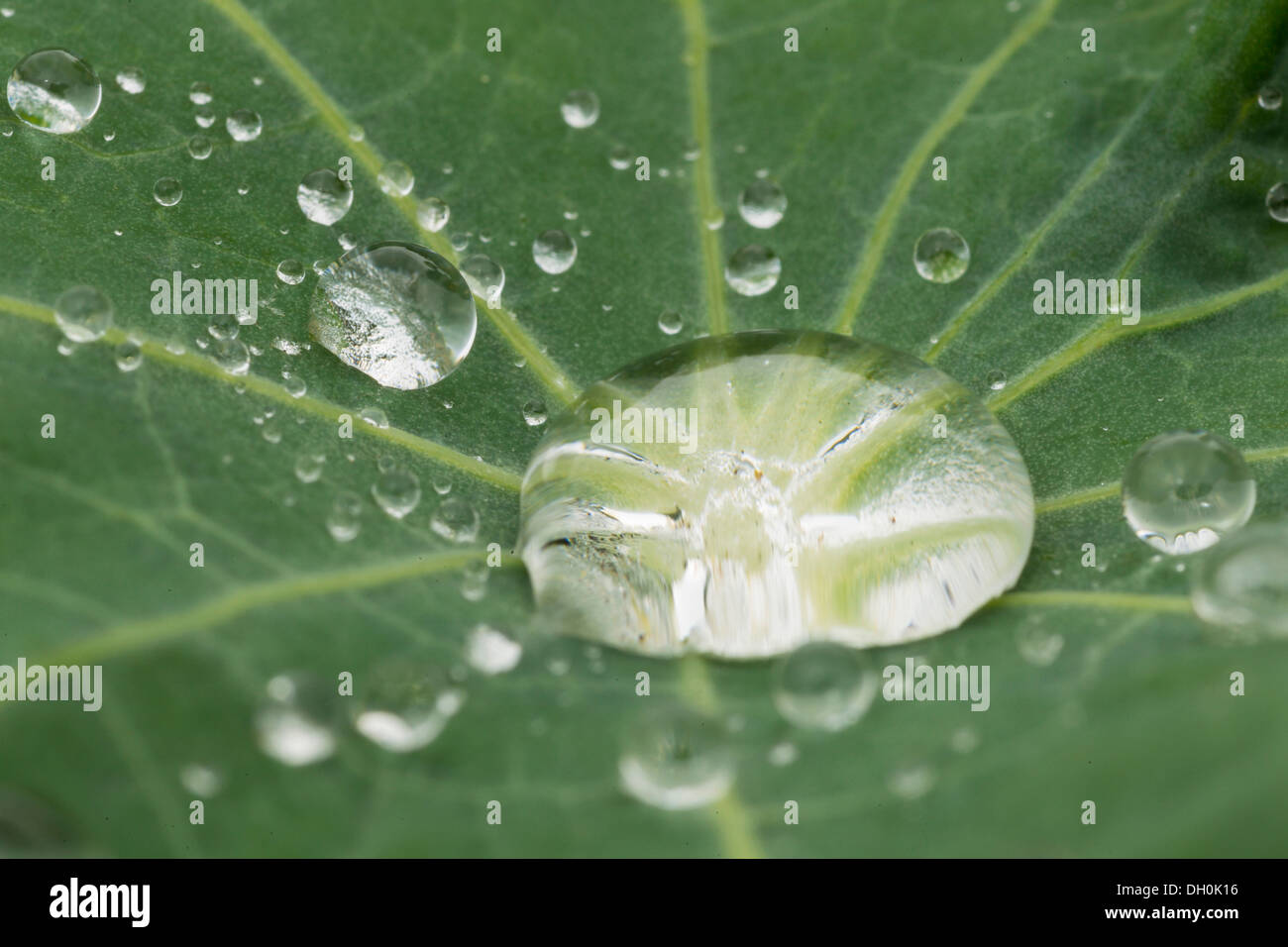 Gocce d'acqua su una foglia nasturium (tropaeolum), Hesse, Germania Foto Stock