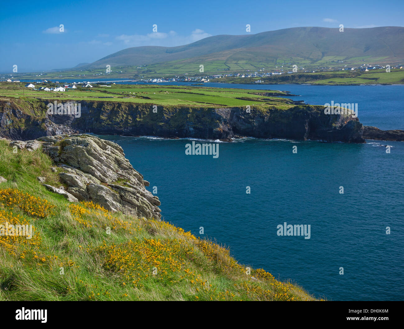 Contea di Kerry, Irlanda: Giallo ginestre fiorite sul pendio erboso sull' isola Valentia affacciato sul Canale di Portmagee Foto Stock