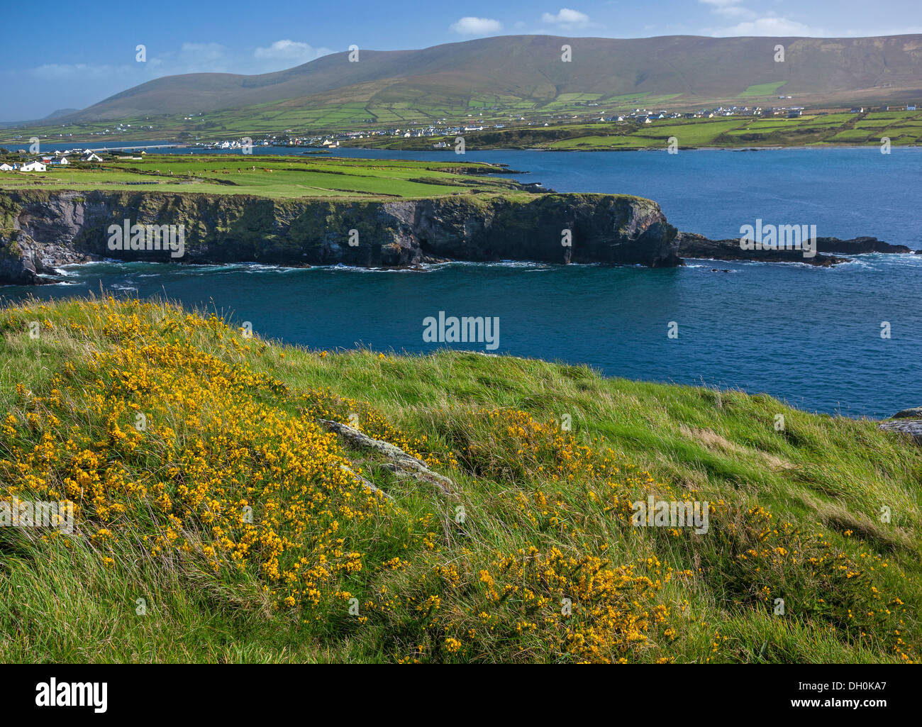 Contea di Kerry, Irlanda: Giallo ginestre fiorite sul pendio erboso sull' isola Valentia affacciato sul Canale di Portmagee Foto Stock
