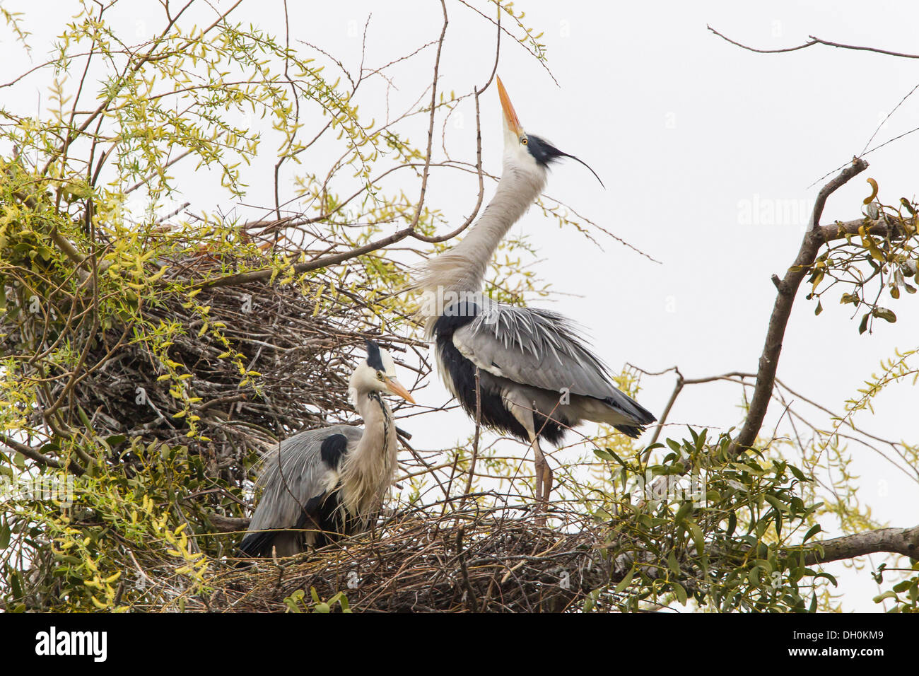 Airone cinerino (Ardea cinerea), Göttingen, Göttingen, Bassa Sassonia, Germania Foto Stock