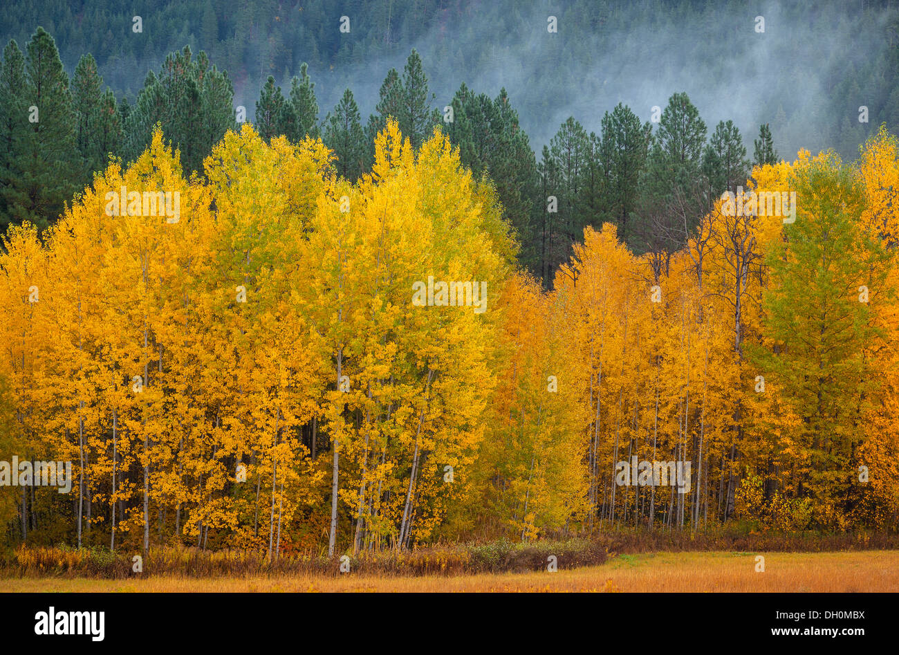 Wenatchee National Forest, WA: boschetto di alberi di Aspen (Populus tremuloides) in Autunno a colori contro una foresta sempreverde Foto Stock