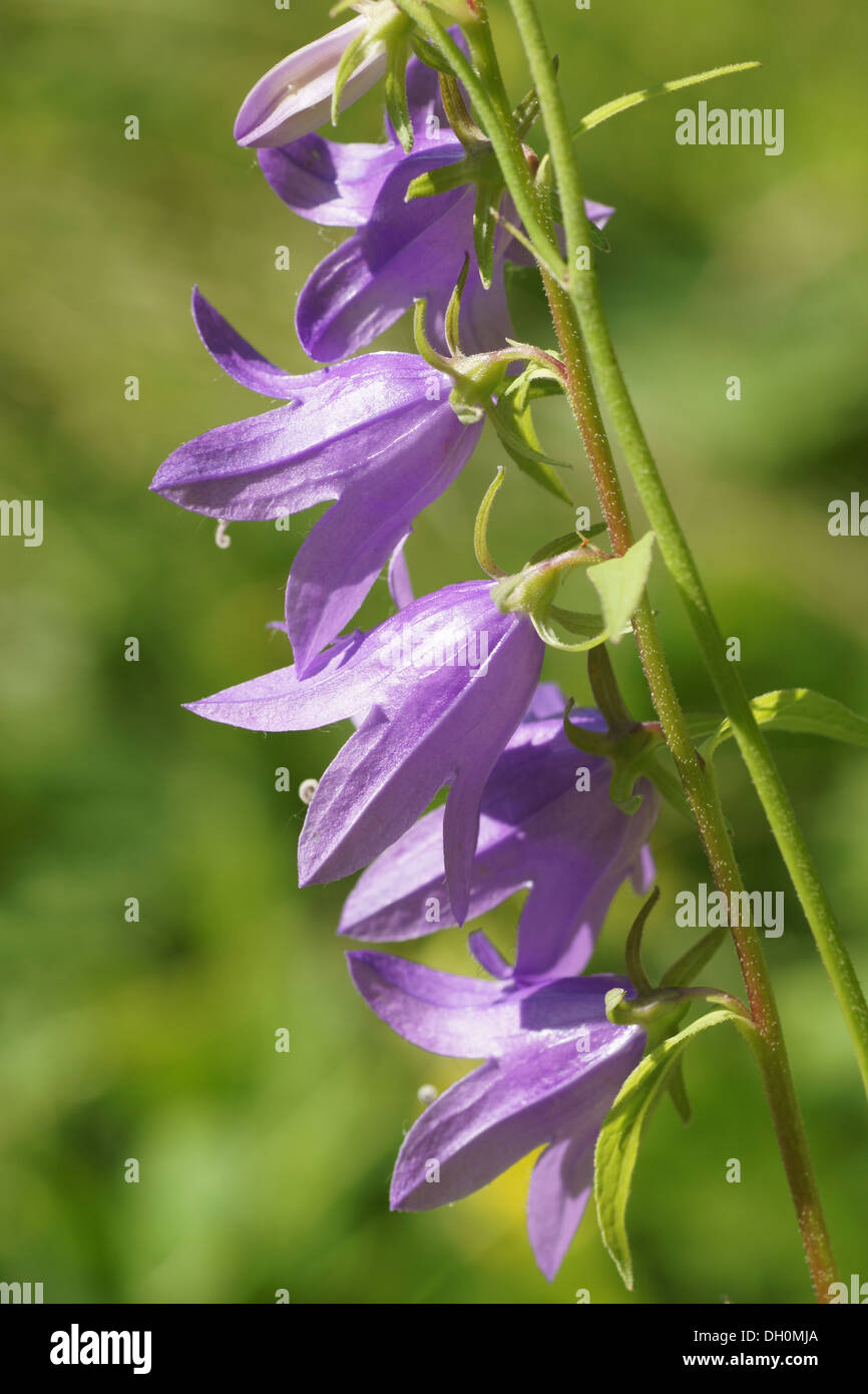 Field-Bellflower Foto Stock