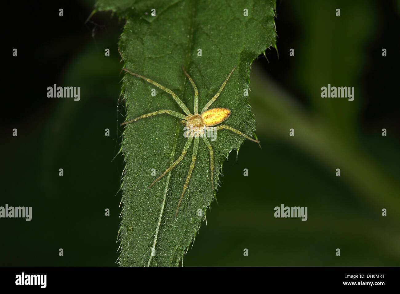 Micrommata roseum, Verde Huntsman Spider Foto Stock