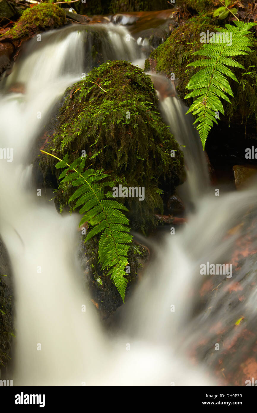 Rocce di muschio e felci nei pressi di un piccolo Brecon Beacons cascata. Foto Stock