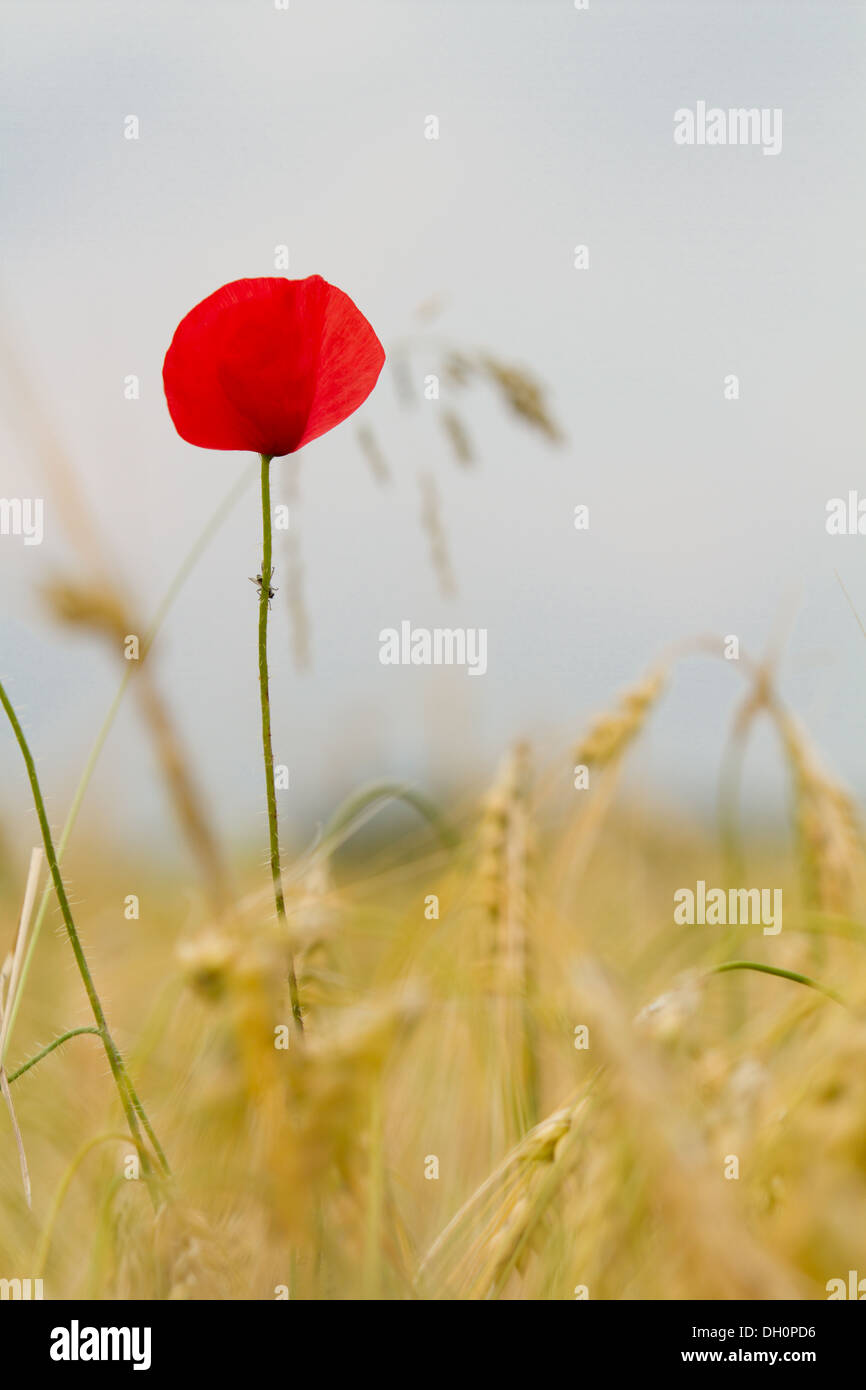 papavero rosso Foto Stock