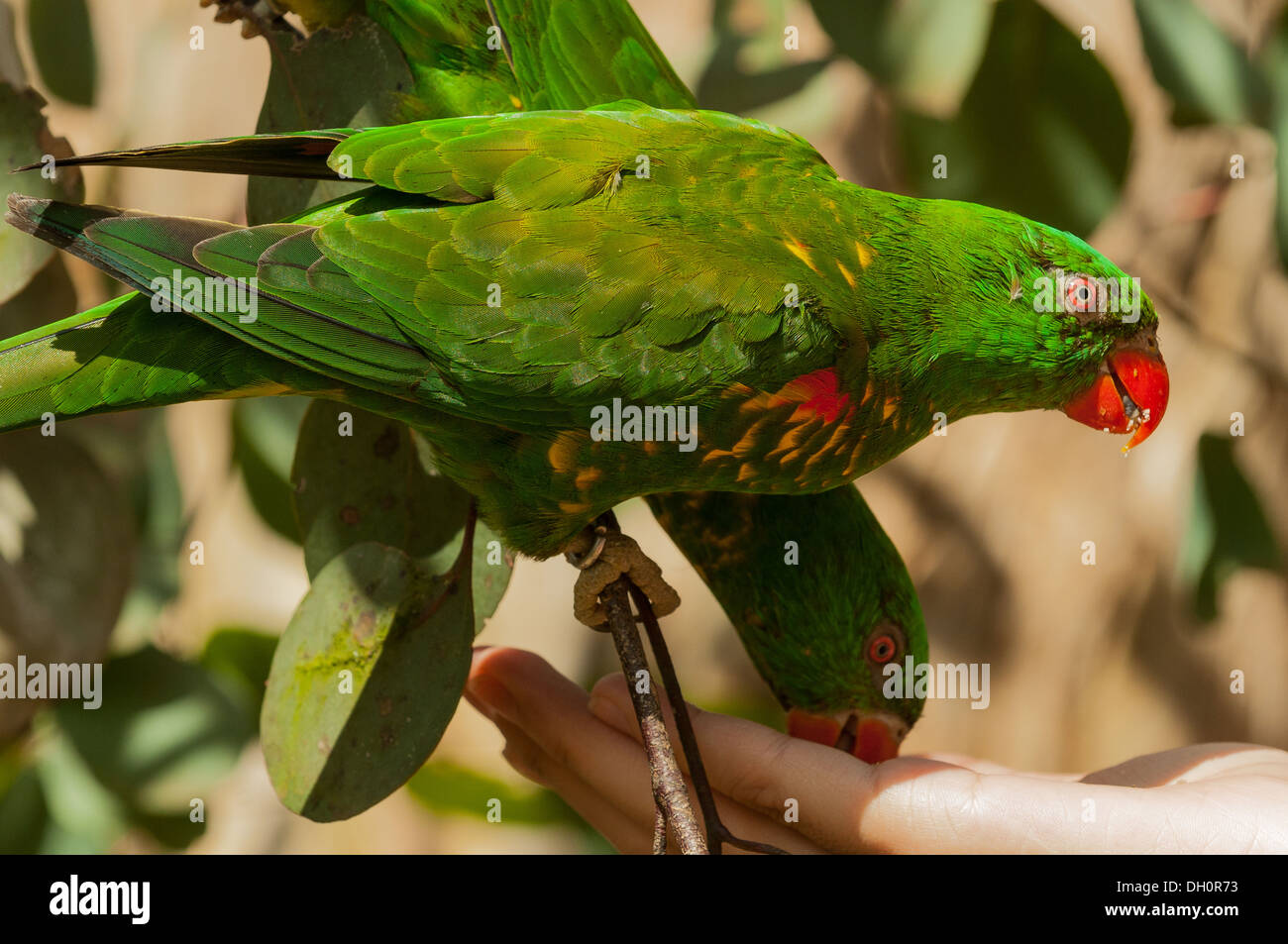 Maschio pappagallo Eclectus alimentando ad Healesville Sanctuary vicino a Melbourne, Victoria, Australia Foto Stock