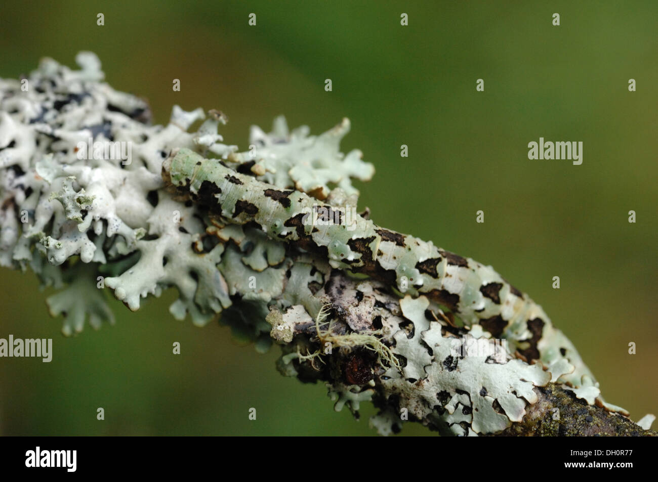 Caterpillar su lichen coperto il ramo Dartmoor Inghilterra Foto Stock