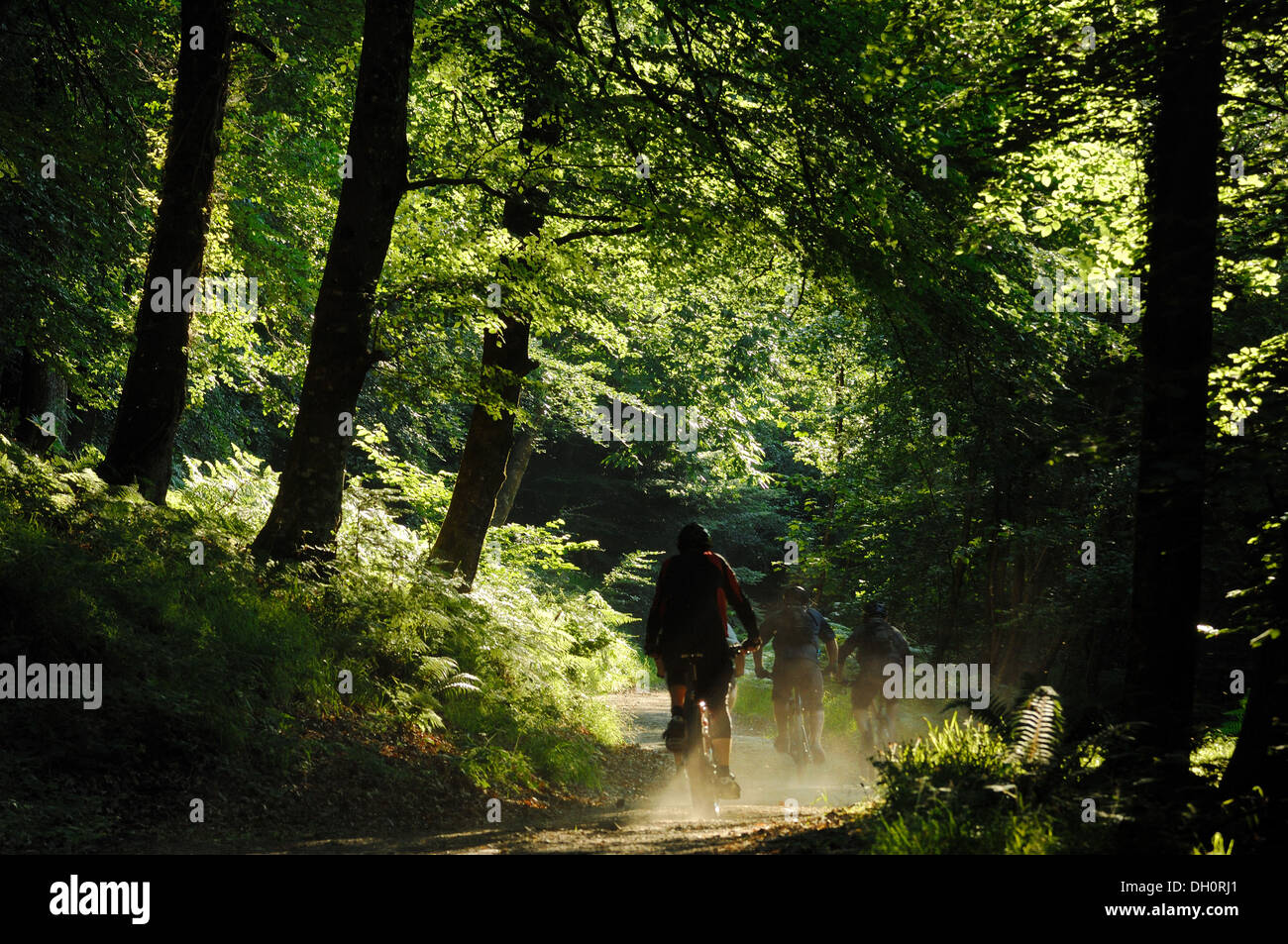I ciclisti in legno Fingle vicino Mortonhampstead Dartmoor UK. Acquistato dal bosco fiducia nel 2013 per il restauro. Teign Valley Foto Stock