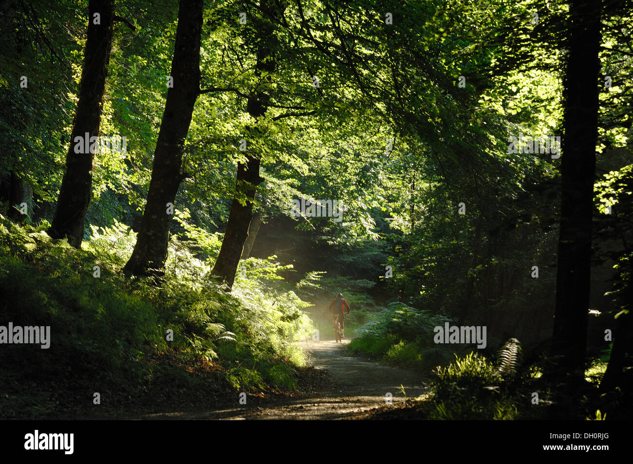 Un ciclista in legno Fingle vicino Mortonhampstead Dartmoor UK. Acquistato dal bosco fiducia nel 2013 per il restauro. Teign Valley Foto Stock