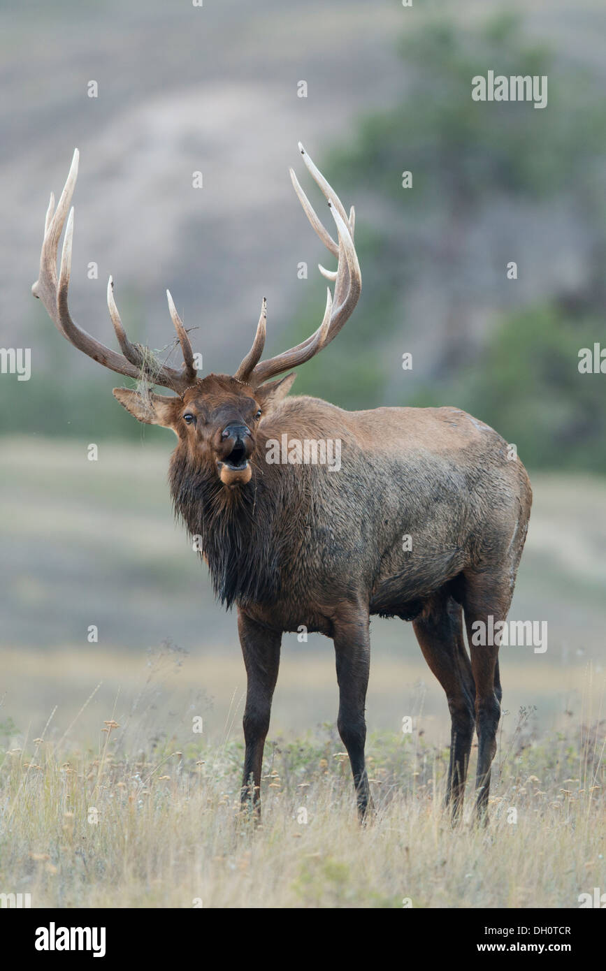Bugling Bull Elk (Cervus elaphus), Montana Foto Stock