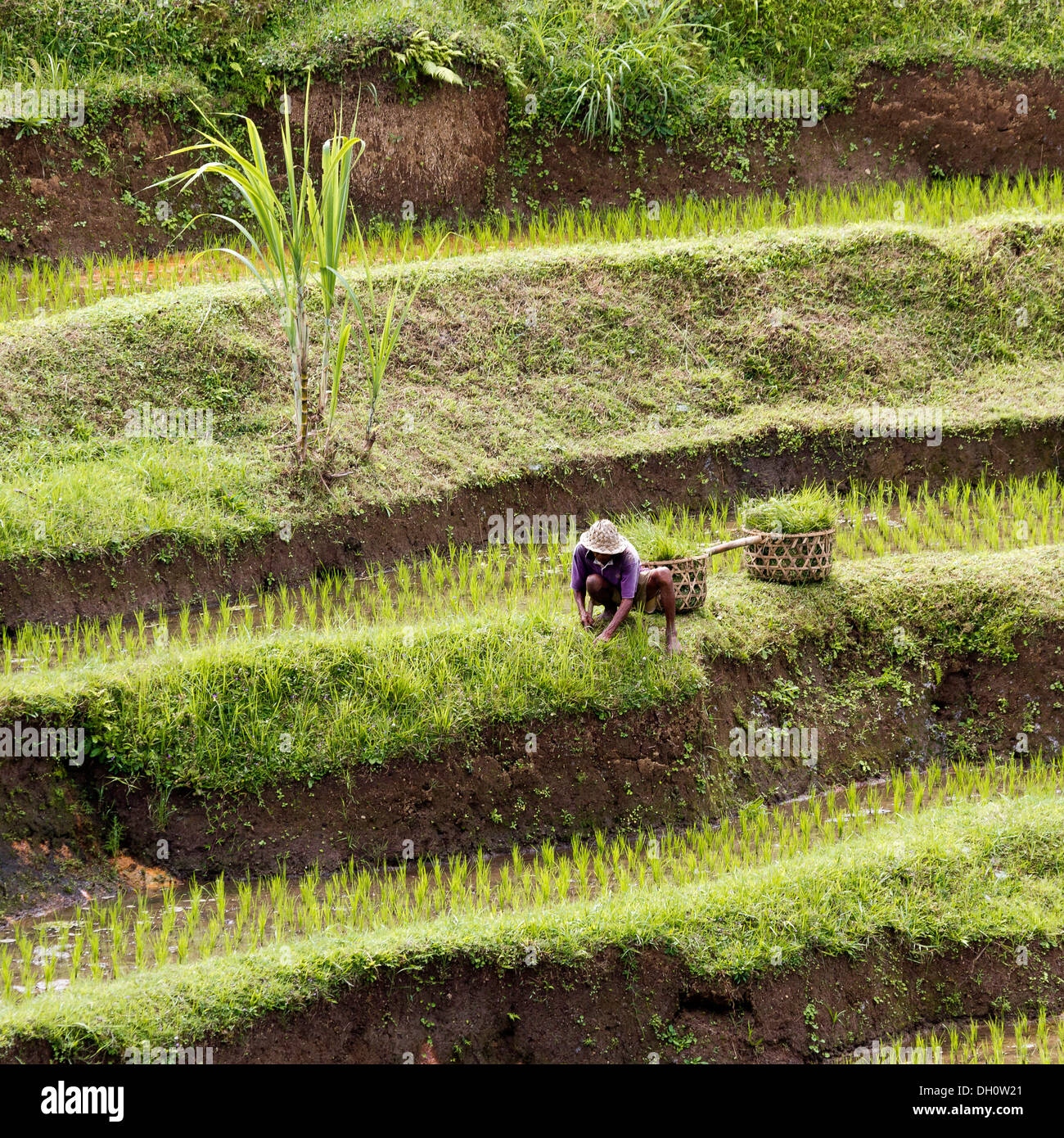 Terrazze di riso nei pressi di Ubud, centro di Bali, Bali, Indonesia, sud-est asiatico Foto Stock