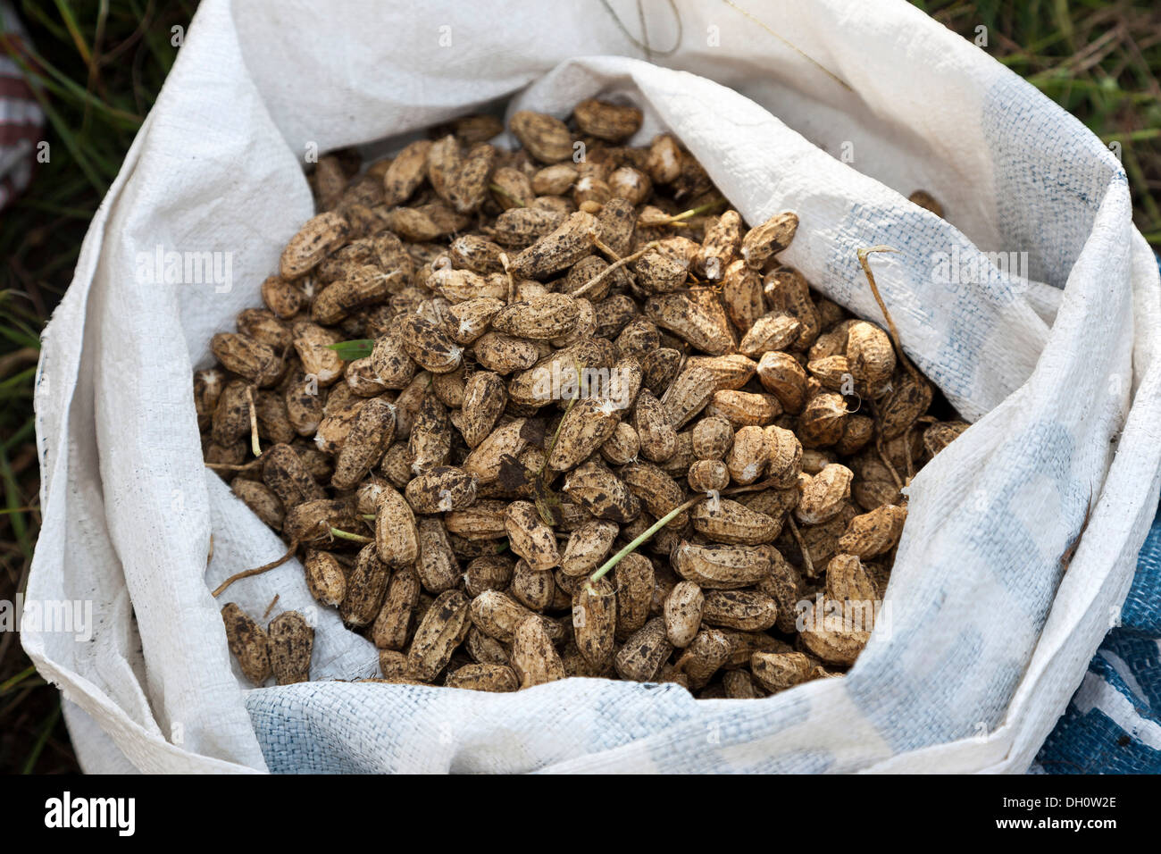 Appena raccolto arachidi, vicino Candi Dasa, East Bali, Bali, Indonesia, Asia sud-orientale, Asia Foto Stock