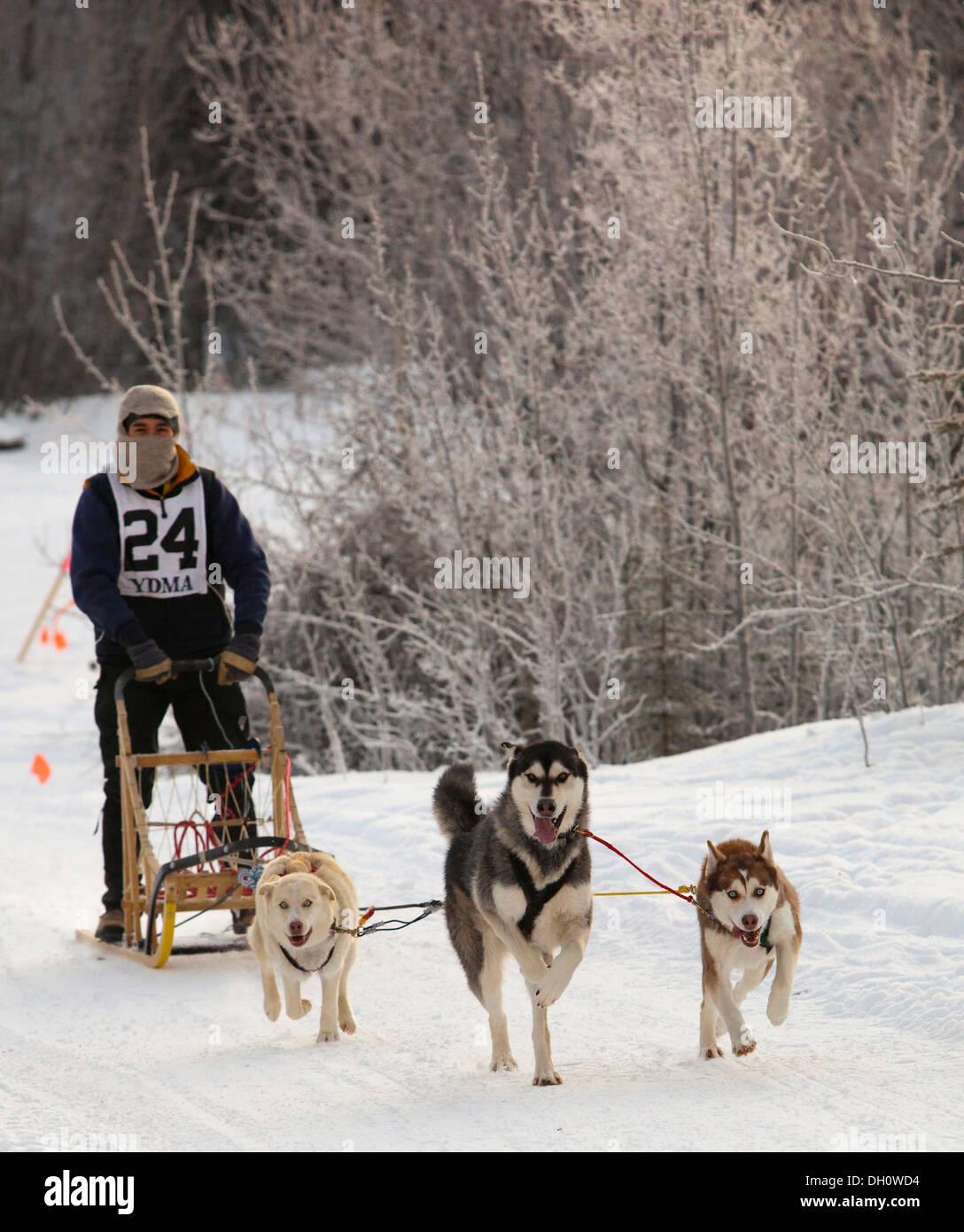 Esecuzione di slitte trainate da cani, cane team, Sibirian Huskies, musher, corsa di cani da slitta vicino a Whitehorse, Yukon Territory, Canada Foto Stock