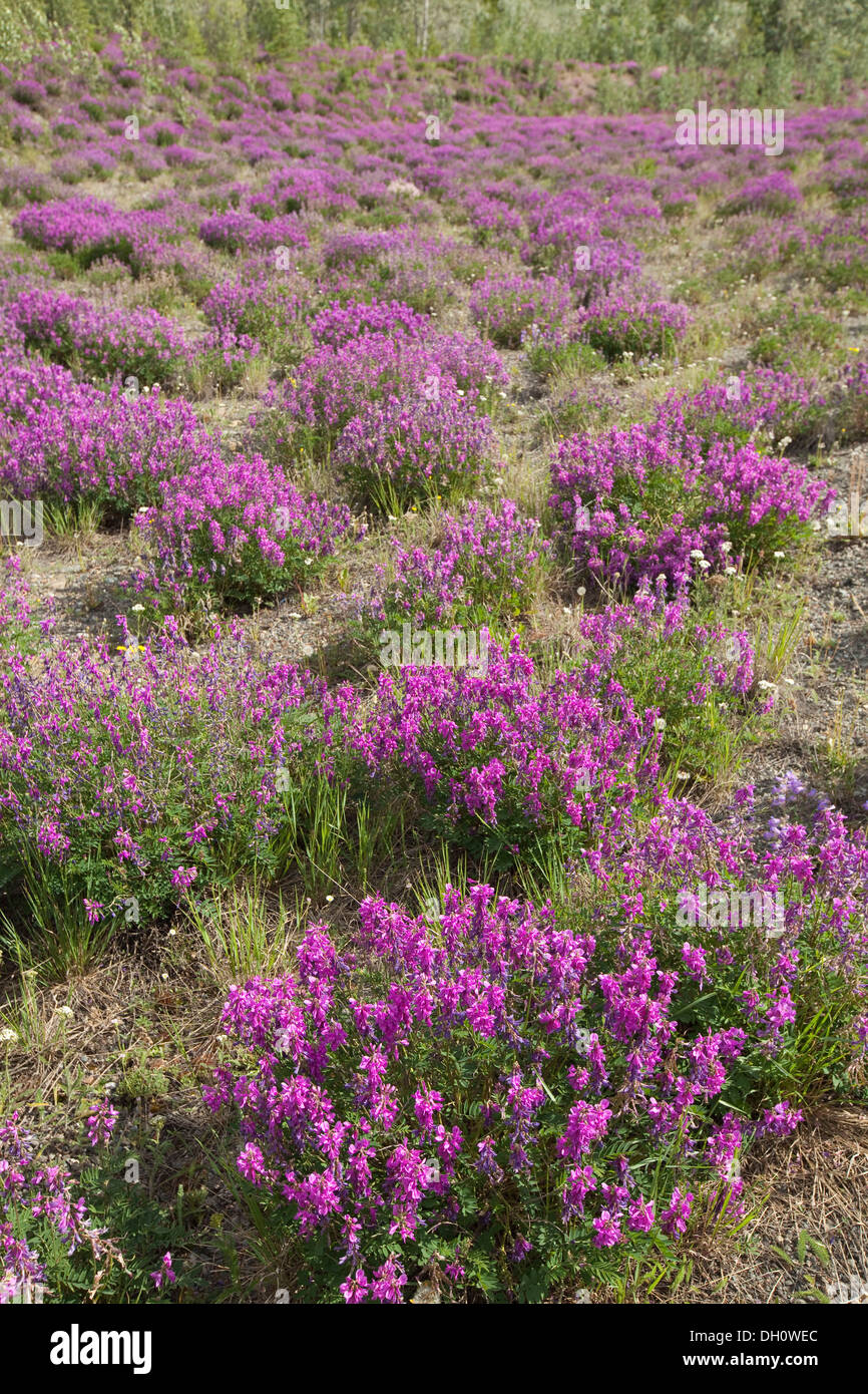 Fioritura di latifoglie (willowherb Epilobium montanum), Yukon Territory, Canada Foto Stock