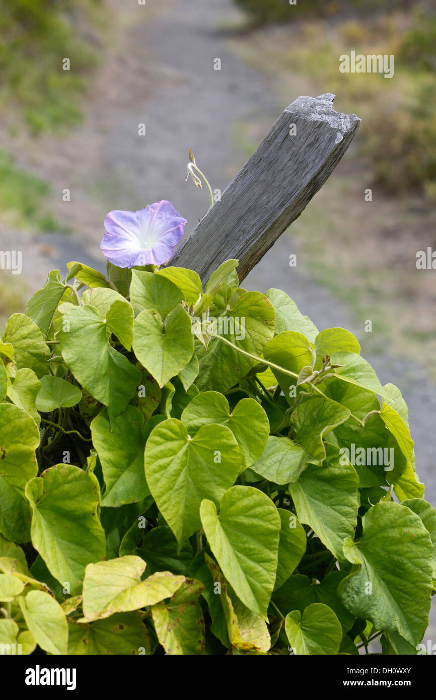 Hawaiian gloria di mattina (Ipomoea), Kipuka Puaulu Riserva, Hawai&#699;i vulcani del Parco Nazionale, Hawaii, STATI UNITI D'AMERICA Foto Stock