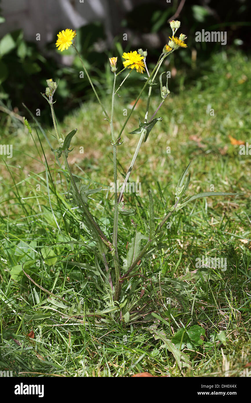 Crepis capillaris, Hawkweed liscia Foto Stock