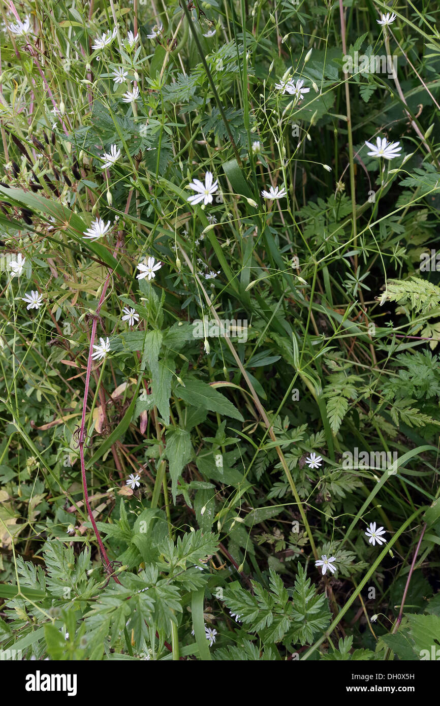 Grassleaf Starwort, Stellaria graminea Foto Stock