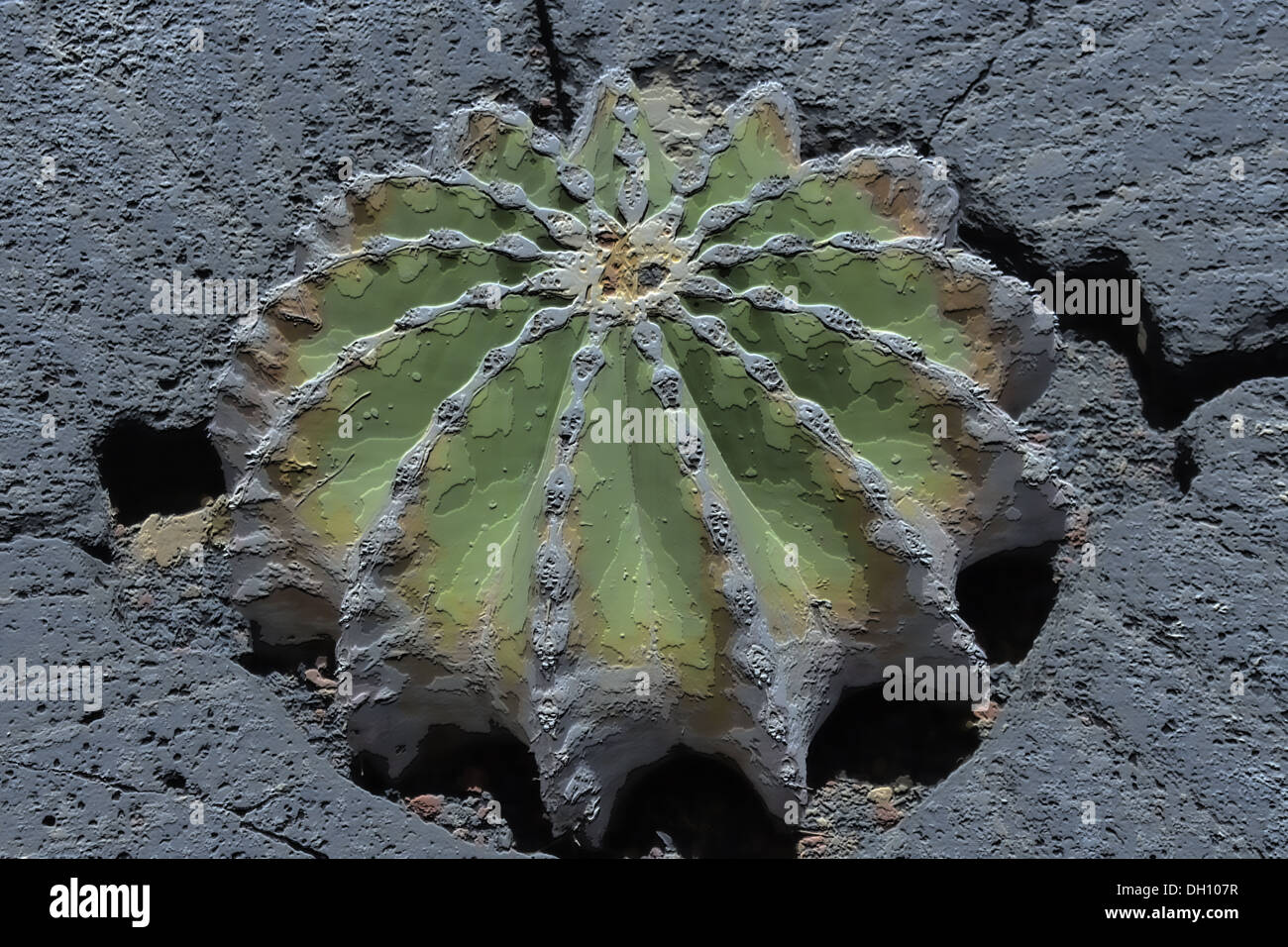 Cactus Art Foto Stock