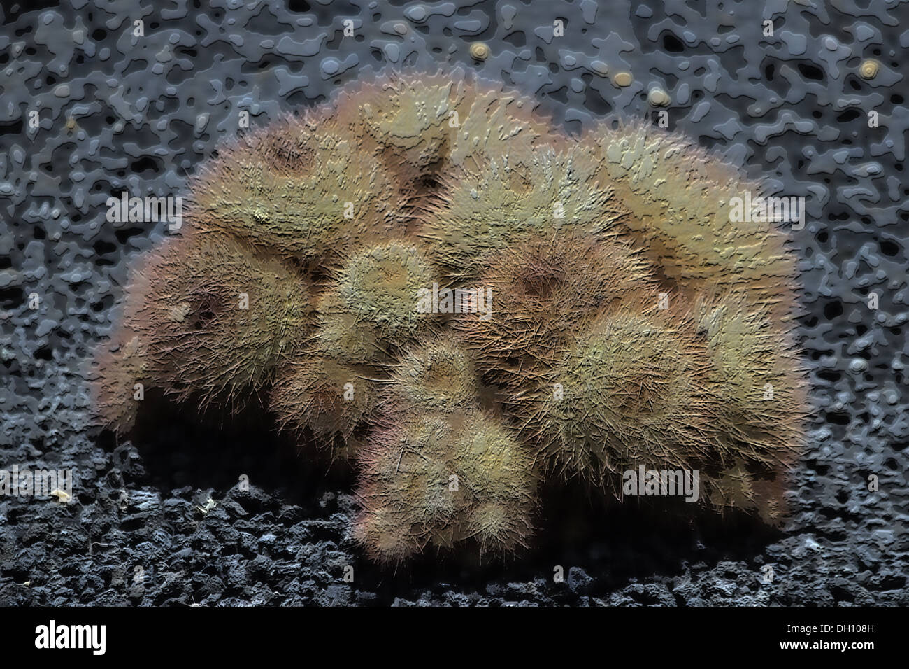 Cactus Art Foto Stock