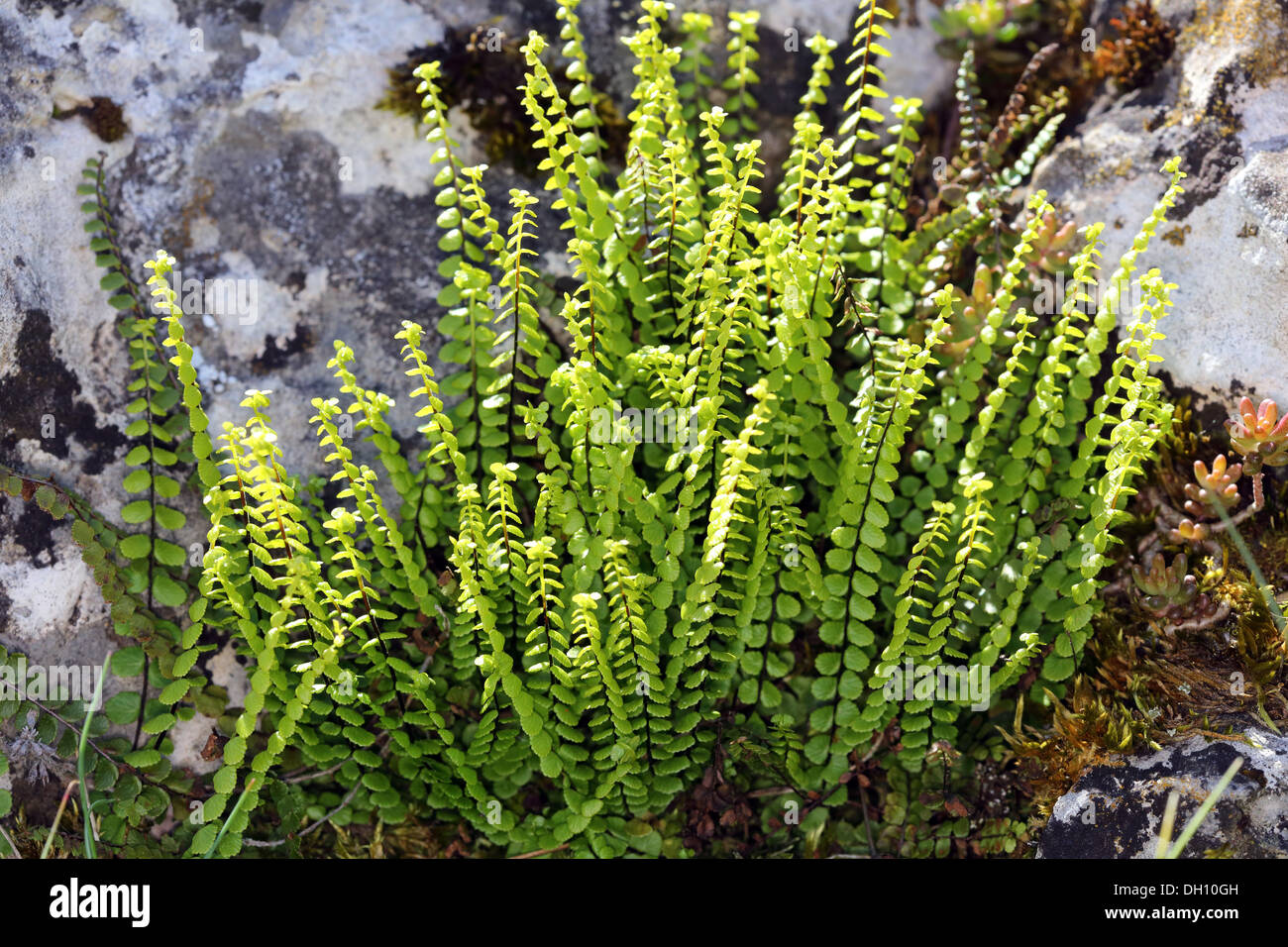 Asplenium trichomanes, Maidenhair Spleenwort Foto Stock