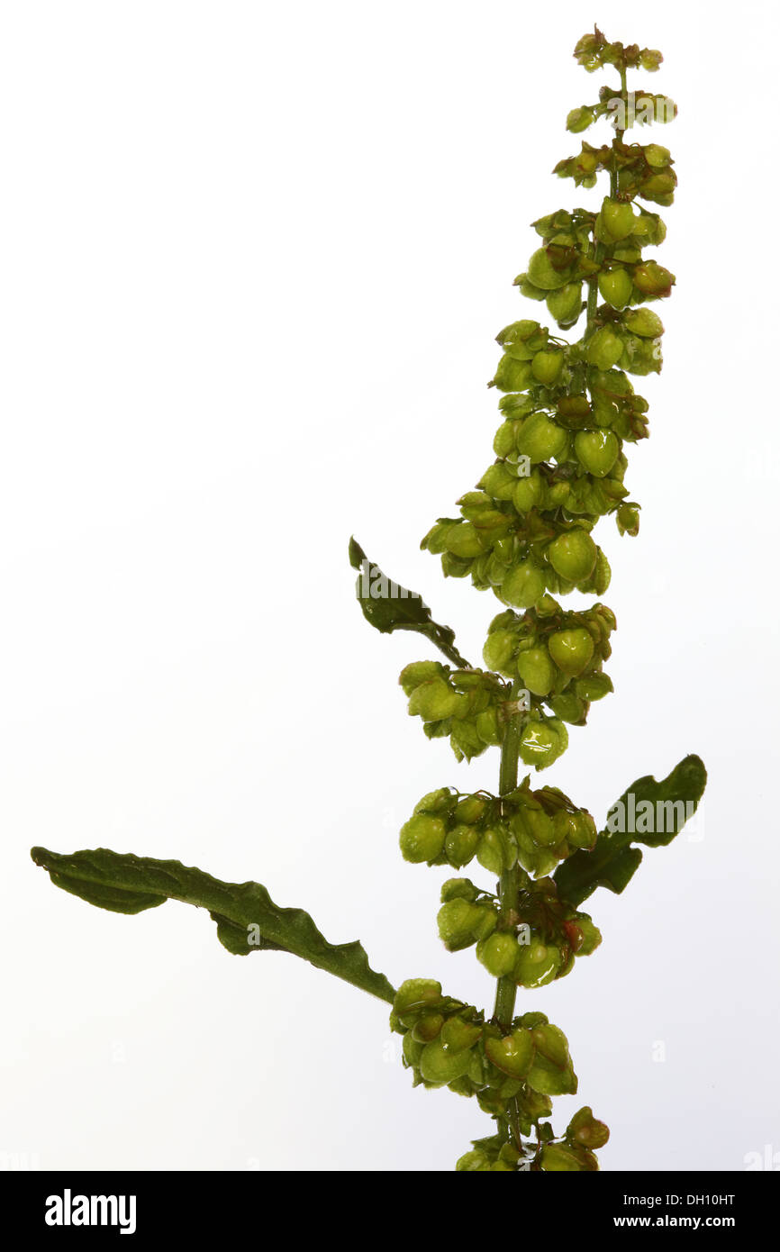 Rumex crispus, arricciata dock Foto Stock