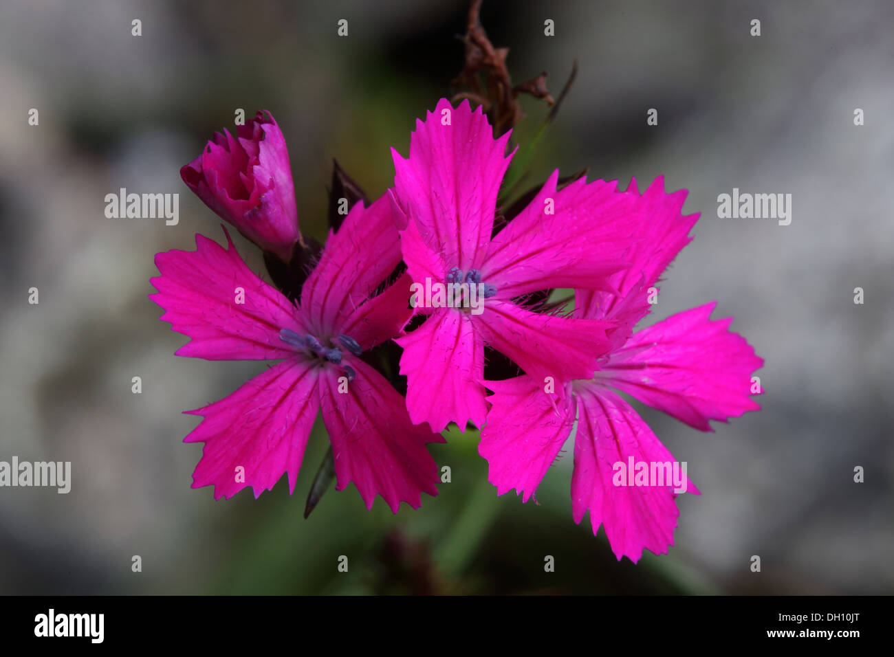 Rosa dei certosini, Dianthus carthusianorum Foto Stock