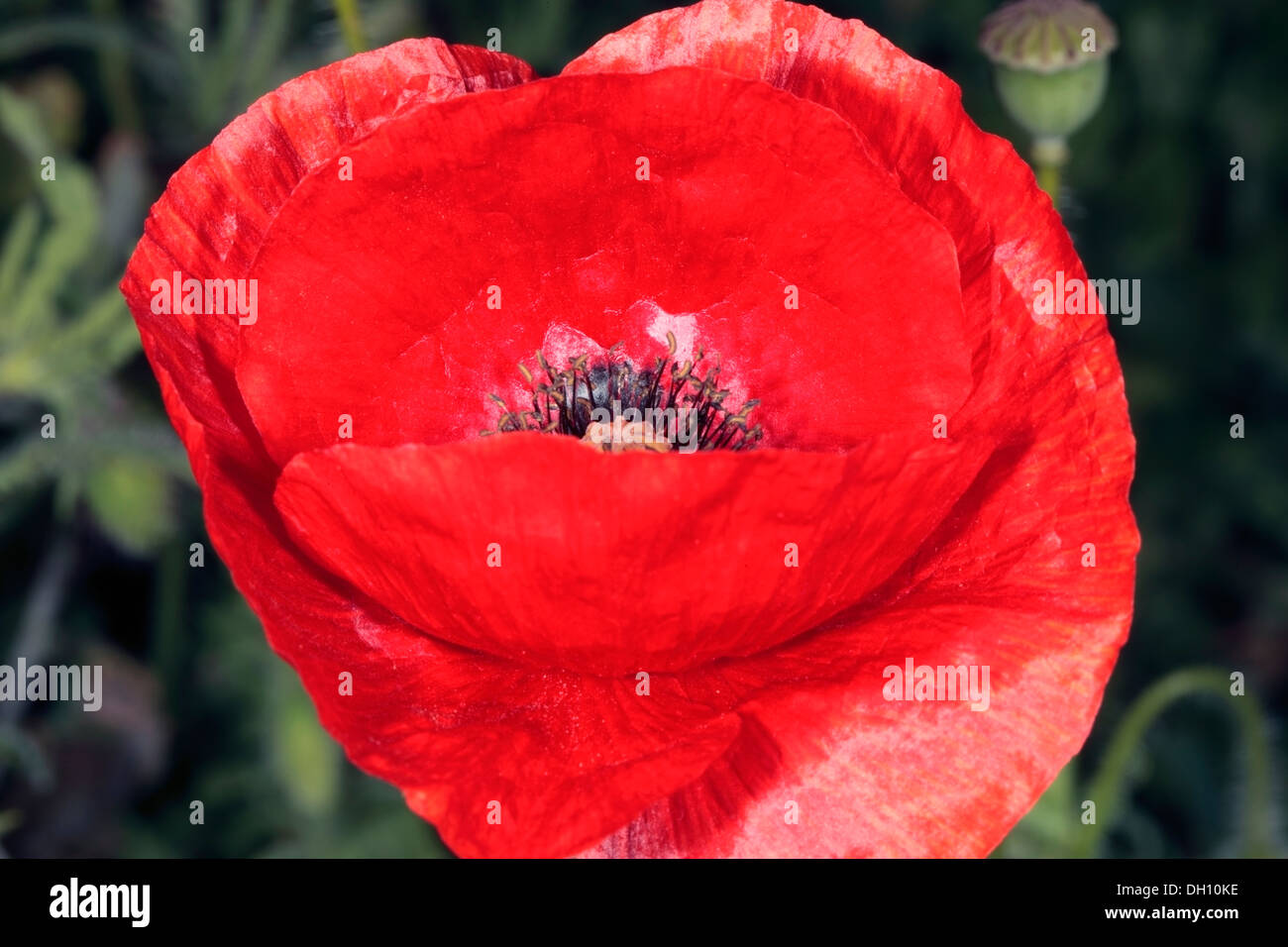 Close-up di papavero mais/Rosa, Field/ Flanders / rosso papavero, Coquelicot - Papaver rhoeas - Famiglia Papaveraceae Foto Stock