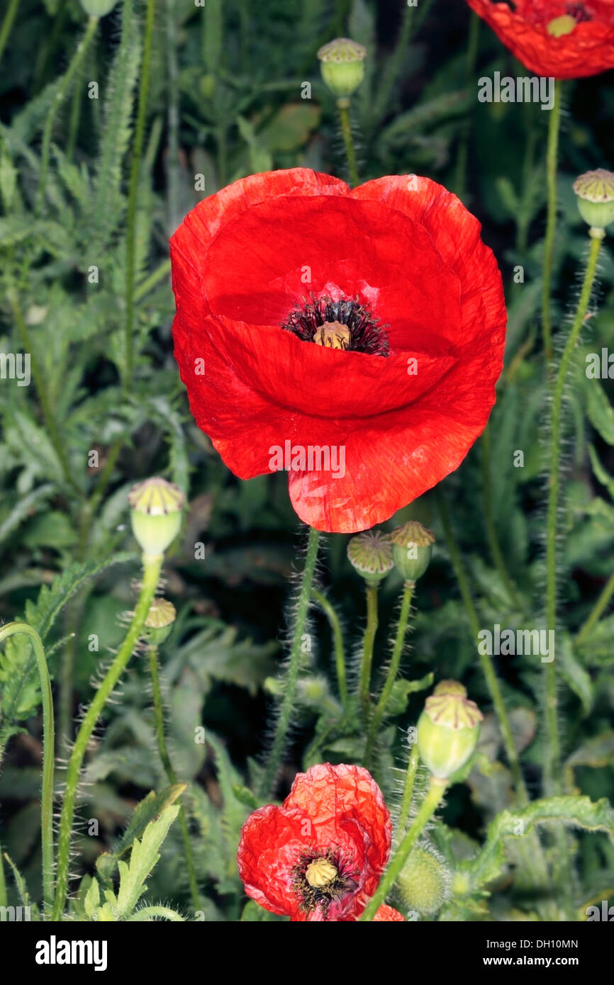 Close-up di papavero mais/Rosa, Field/ Flanders / rosso papavero, Coquelicot - Papaver rhoeas - Famiglia Papaveraceae Foto Stock